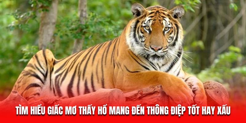 Mơ Thấy Hổ - Giải Mã Giấc Mơ Và Hé Lộ Bí Mật Tài Lộc 5 Tìm hiểu giấc mơ thấy hổ mang đến thông điệp tốt hay xấu